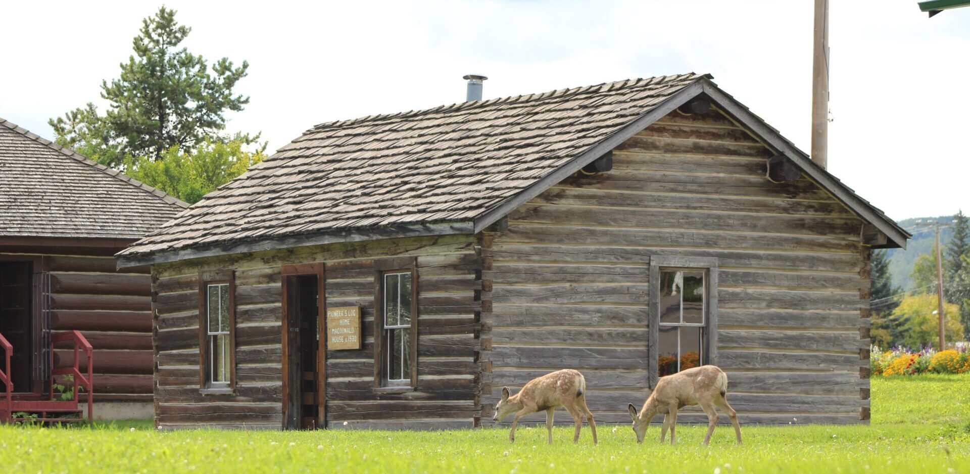 deer museum - Charlie